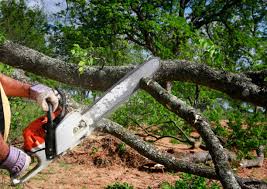 Trusted Wallis, TX Tree Removal Experts